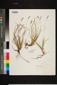 Carex lucorum image