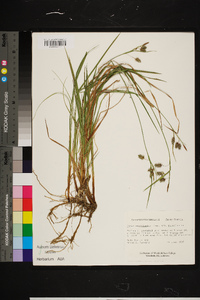 Carex magellanica image