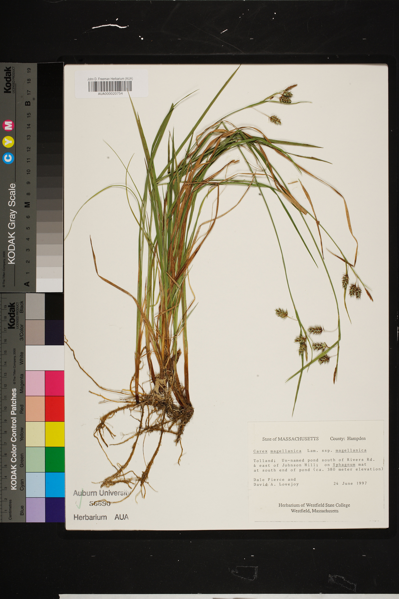 Carex magellanica var. magellanica image