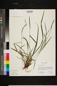 Carex manhartii image