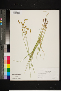 Carex merritt-fernaldii image