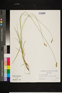 Carex merritt-fernaldii image