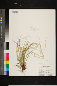 Carex nigromarginata image