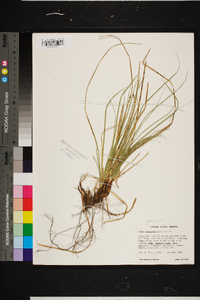 Carex nigromarginata image