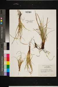 Carex nigromarginata image