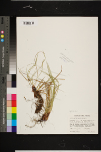 Carex nigromarginata image