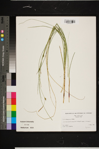 Carex oligosperma image