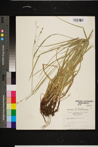 Carex oxylepis image