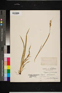 Carex pallescens image