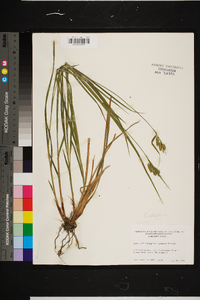 Carex pallescens image