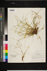 Carex peckii image