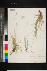 Carex peckii image