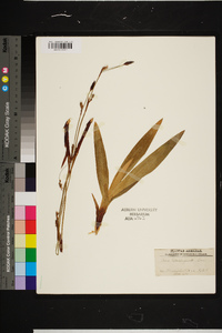 Carex plantaginea image