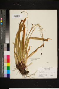 Carex plantaginea image