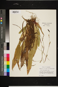 Carex plantaginea image