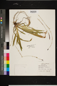 Carex plantaginea image