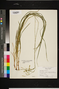 Carex prasina image