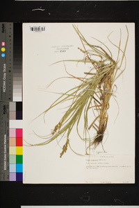 Carex projecta image