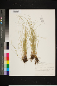 Carex radiata image