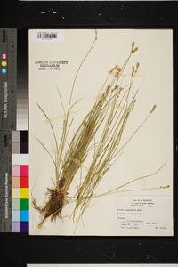 Carex retroflexa image