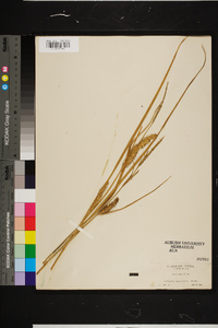 Carex rostrata image