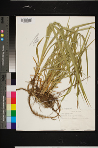 Carex scabrata image