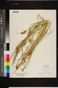 Carex squarrosa image