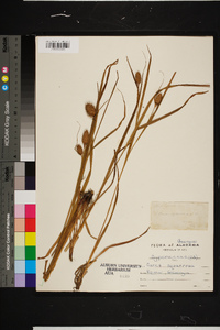 Carex squarrosa image