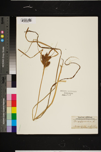 Carex squarrosa image