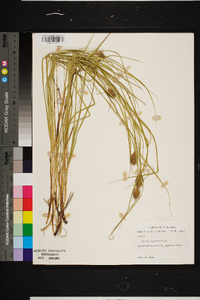 Carex squarrosa image