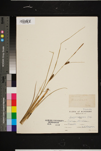 Carex striata image