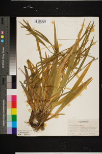 Carex striatula image