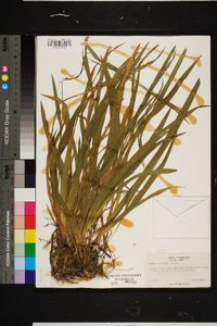 Carex striatula image