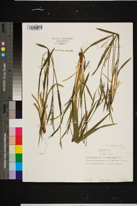 Carex striatula image