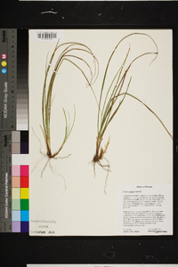 Carex tenax image