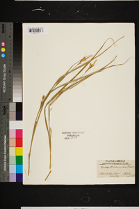 Carex trichocarpa image