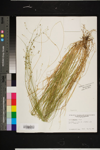 Carex trisperma image