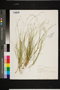 Carex trisperma image