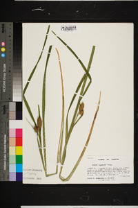 Carex typhina image