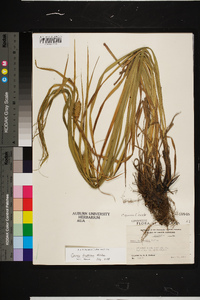 Carex typhina image