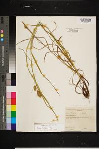 Carex typhina image