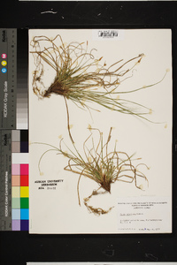 Carex umbellata image