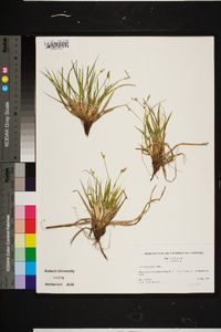 Carex umbellata image