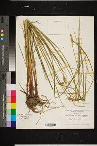 Carex vesicaria var. monile image