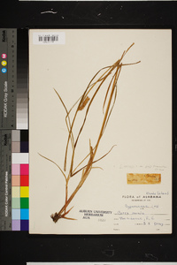 Carex vesicaria image