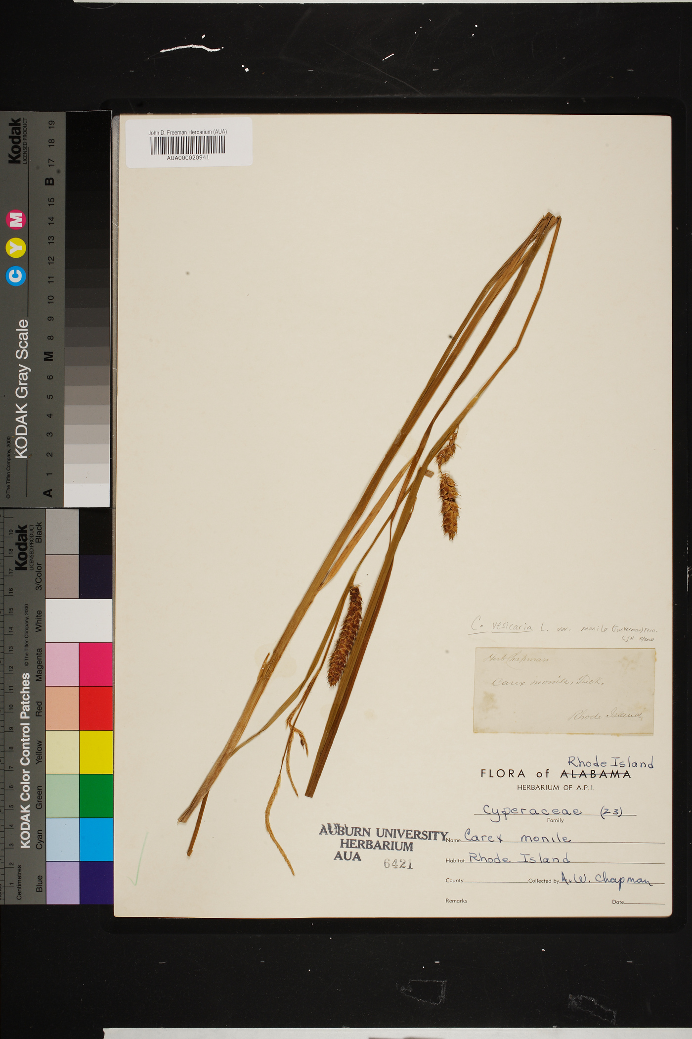 Carex vesicaria var. monile image