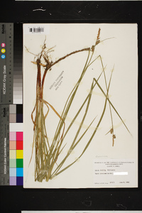 Carex vestita image