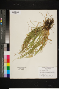 Carex willdenowii image