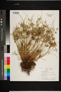 Cyperus compressus image