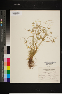 Cyperus compressus image